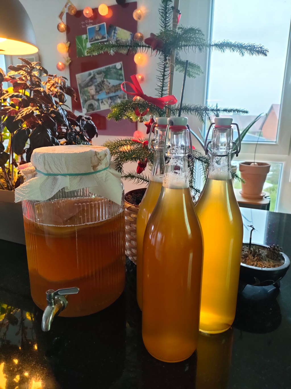 Les bienfaits du&nbsp;Kombucha